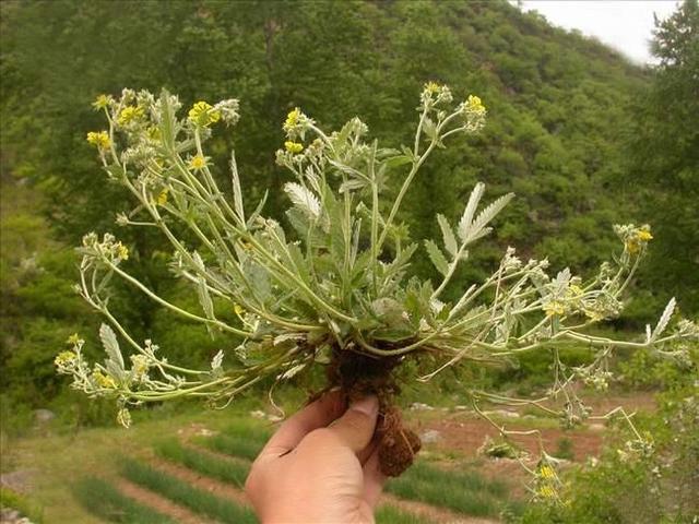 农村的一种野草,农民叶子是拿来吃,但他们不知道根才是珍贵的