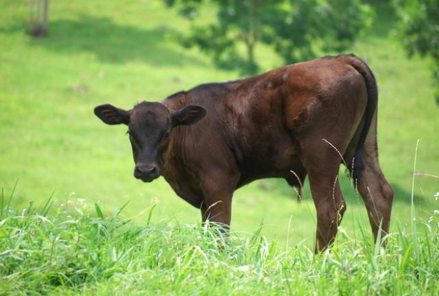 日本食记:神户牛并不存在?揭秘风靡全球的“神户牛肉”