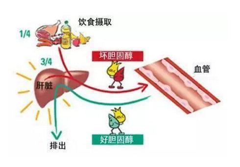 吃鸡蛋真的会升高血压,导致心脑血管疾病加重?辟谣:无稽之谈!