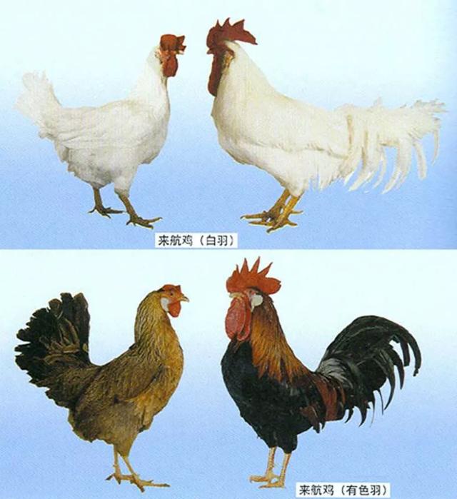 溏心蛋、温泉蛋、水波蛋,煮蛋看着简单,但门道比你想的多多了