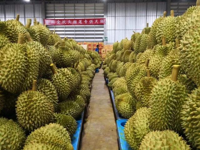 一棵榴莲树结几百颗榴莲,为啥榴莲还卖那么贵?这5个原因很现实