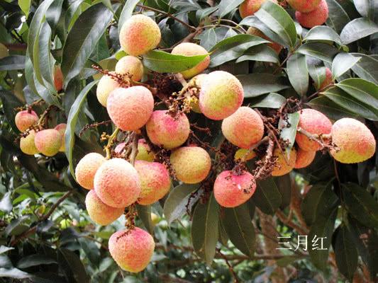 广西这几种水果正当季,要么酸甜可口,要么香甜味美,各有各的味