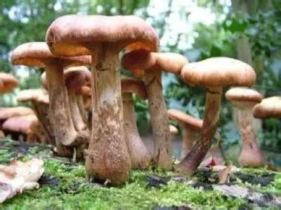 养生保健大全,不能用钱来衡量的一张表!