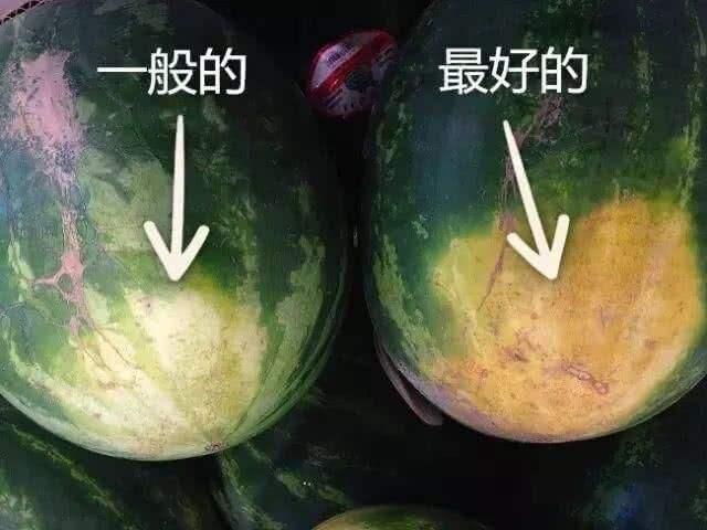 我买西瓜买不到生的,学会这5种选瓜技巧,小贩对你刮目相看