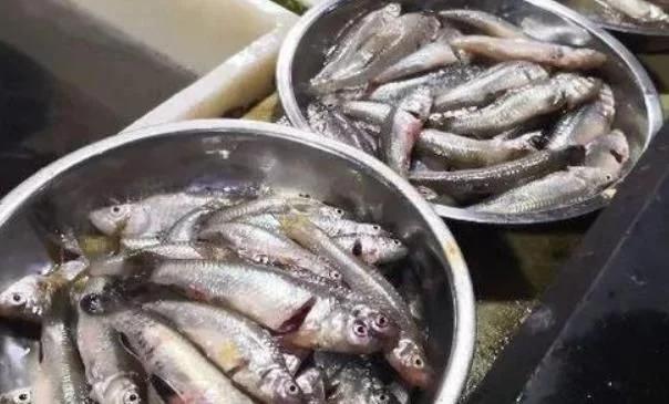 菜市场“最坑人”的三种鱼,鱼贩子从来都不吃,你却还在买?
