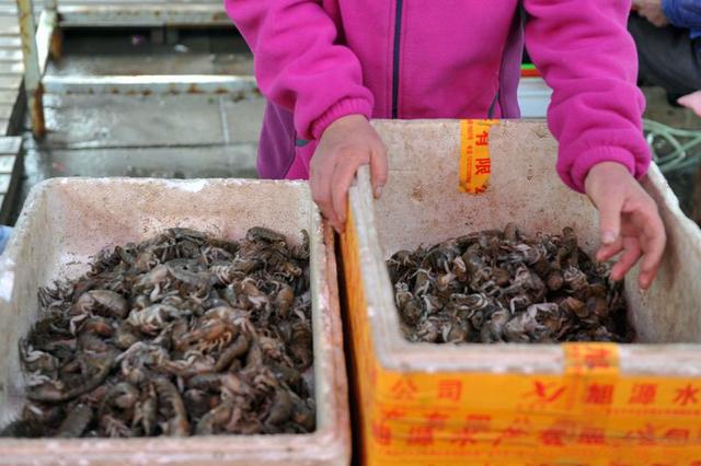 这种虾经常被错认成“小龙虾”,价格是小龙虾3倍,懂吃的人很少