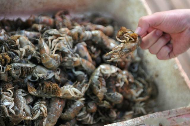 这种虾经常被错认成“小龙虾”,价格是小龙虾3倍,懂吃的人很少