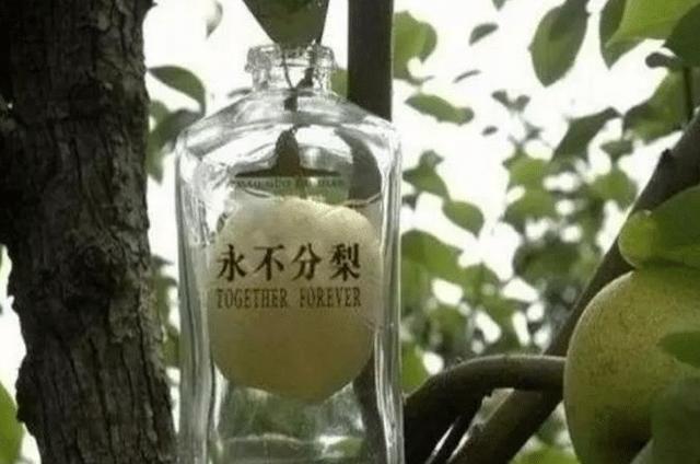 五粮液“永不分梨”酒,瓶内梨子是怎么放进去的?商家:太简单了