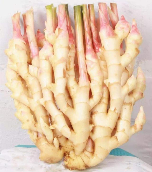 夏季时令蔬菜:冬吃萝卜夏吃姜。在对的时间,吃对的蔬菜