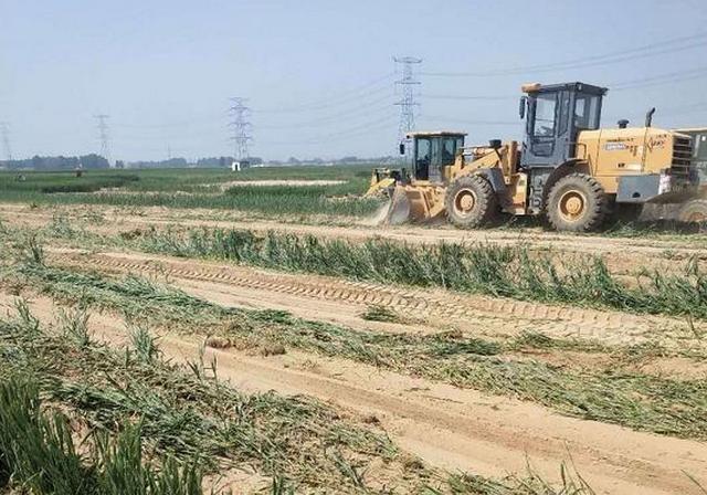 河北省邯郸市大名县西付集乡杨现村,即将收获的的麦地被铲车夷为平地。受访者供图