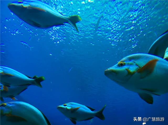 日照旅游攻略,这么多好玩有趣的旅游景点,快带上家人一起打卡吧