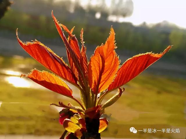 岁言 · 碎语:生活,有时见尘埃,有时见星辰