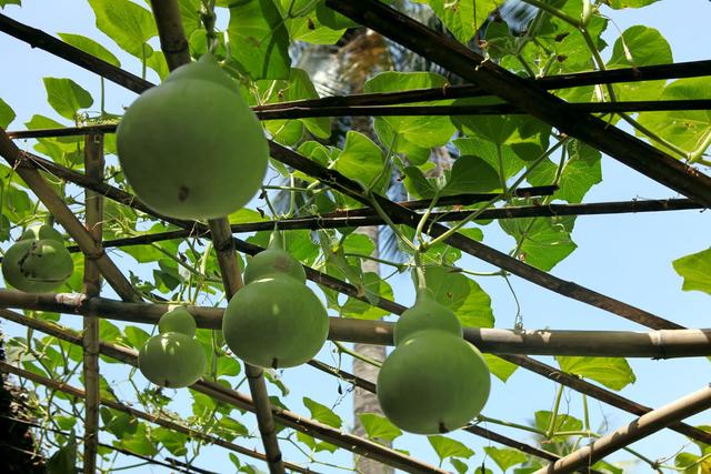 高血压以生活调理为主、药物为辅,6个降压食疗方,助你管好血压