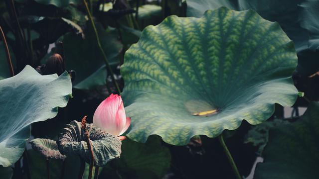 初学摄影爱好者必备!7个摄影技巧,简单实用