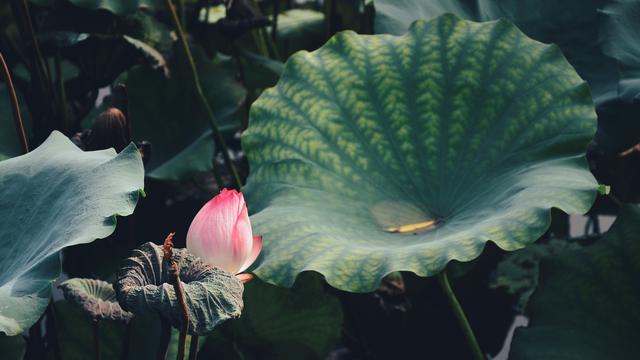 初学摄影爱好者必备！7个摄影技巧，简单实用