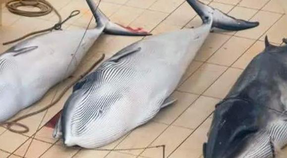 日本为什么执意捕杀鲸鱼?不是为吃肉,真正目的值得世界各国警惕