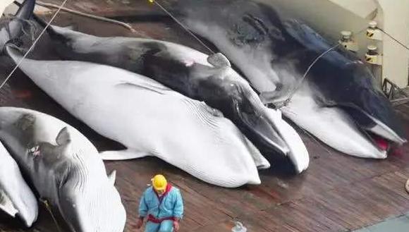 日本为什么执意捕杀鲸鱼?不是为吃肉,真正目的值得世界各国警惕