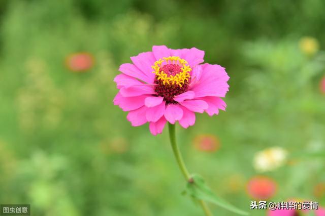 生活,无需复杂,简单就足够了;人生,无需繁华,只需平淡就够了