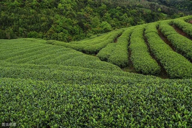 养生时还在乱喝茶?6大茶类分别适合什么体质的人饮用,答案来了