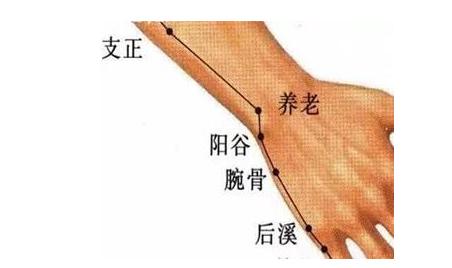 手腕有个养老穴,清头明目、舒筋活络,小小穴位作用大