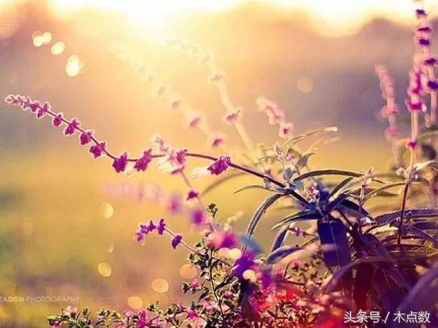 生活感悟句子:懂得享受生活的过程,人生才会更有乐趣