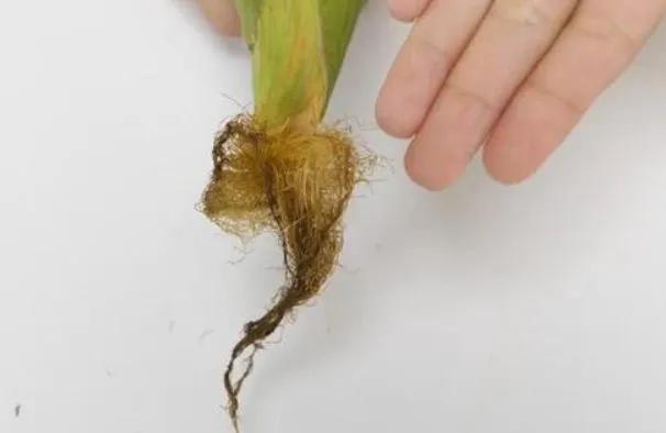 煮过玉米的水先别倒掉,好处多得你想不到,又能剩下一大笔钱了