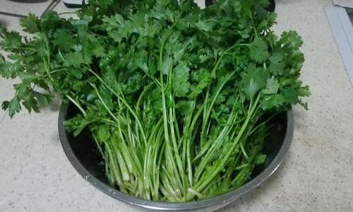 如果你每天都吃香菜会发生什么,你知道吗?