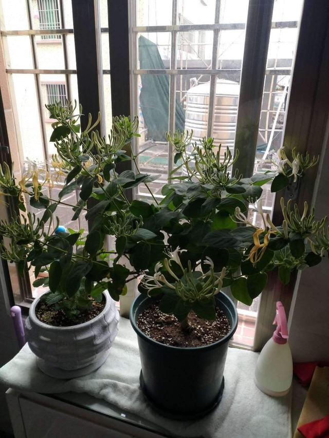 春天干燥容易上火,不如养棵金银花,花朵摘下能泡茶!
