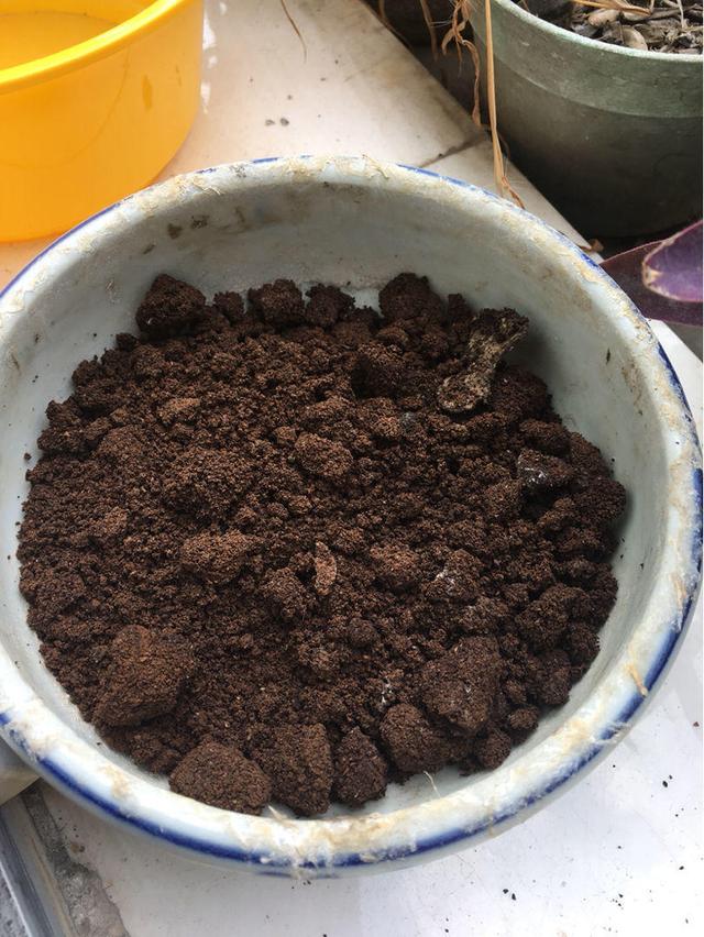 原来喝剩的咖啡渣这么有用,养花时埋一点,开花呼呼的