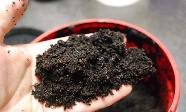原来喝剩的咖啡渣这么有用,养花时埋一点,开花呼呼的
