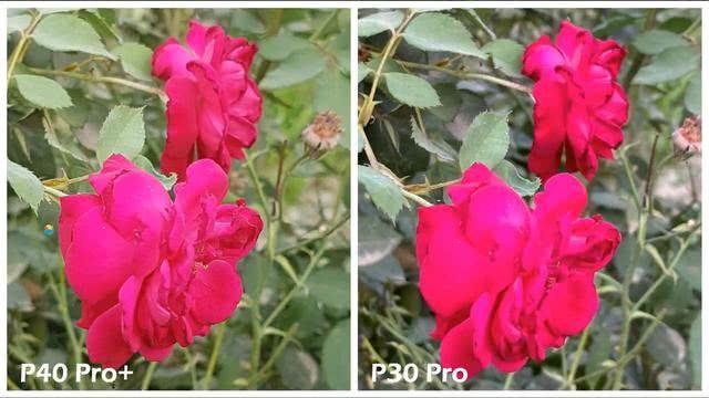 华为P40Pro+和华为P30Pro拍照对比:都是旗舰到底要不要升级?