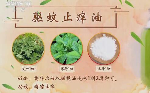 端午插艾避邪并非迷信,草中钻石艾草是古代的“驱虫神器”