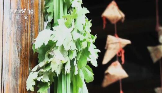 端午插艾避邪并非迷信,草中钻石艾草是古代的“驱虫神器”