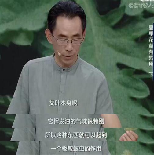 端午插艾避邪并非迷信,草中钻石艾草是古代的“驱虫神器”