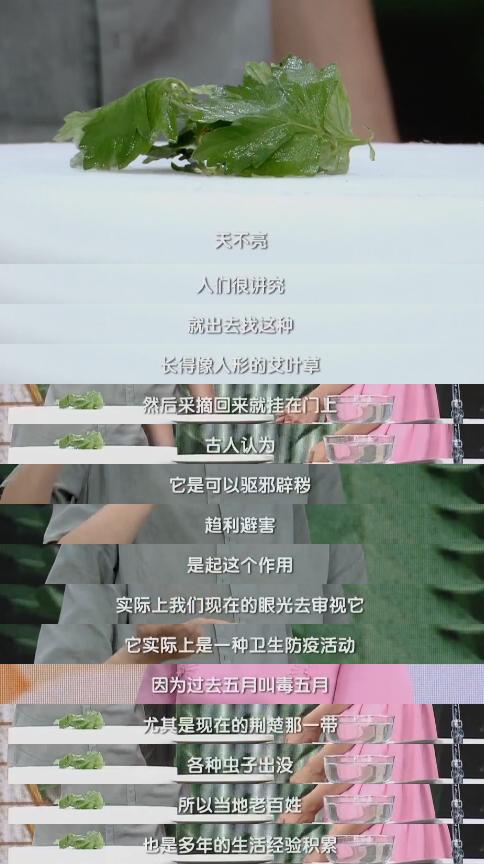 端午插艾避邪并非迷信,草中钻石艾草是古代的“驱虫神器”