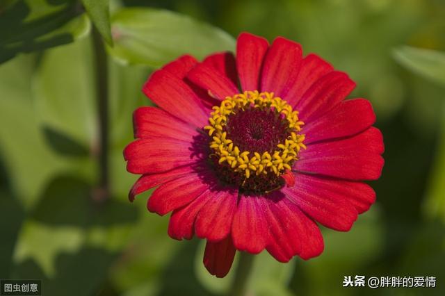 生活,无需复杂,简单就足够了;人生,无需繁华,只需平淡就够了