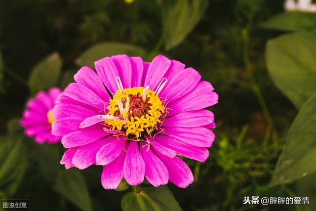 生活,无需复杂,简单就足够了;人生,无需繁华,只需平淡就够了