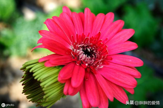 生活,无需复杂,简单就足够了;人生,无需繁华,只需平淡就够了