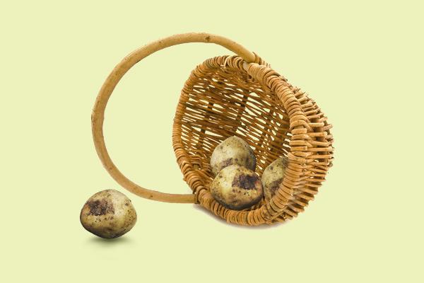科学原理一点通:蔬菜发芽后还能吃吗?