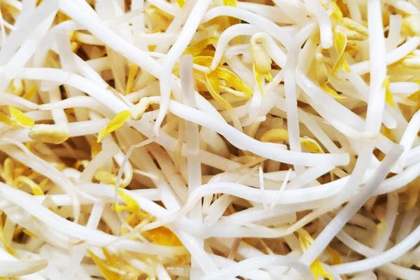科学原理一点通:蔬菜发芽后还能吃吗?