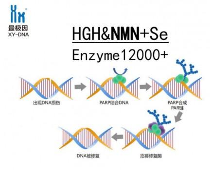 解析NMN升级版:NMN+带来的健康逆龄奇迹!