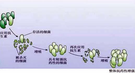 细菌对大蒜为什么没有抗药性?