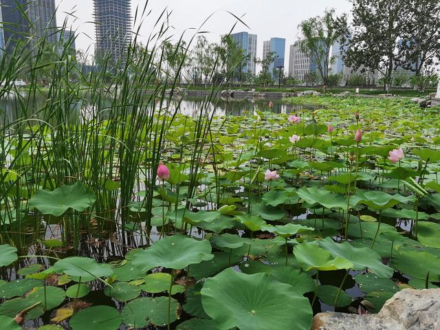 华为P40夏日实拍体验：色彩更加真实，低ISO下噪声更少