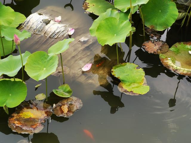 华为P40夏日实拍体验:色彩更加真实,低ISO下噪声更少