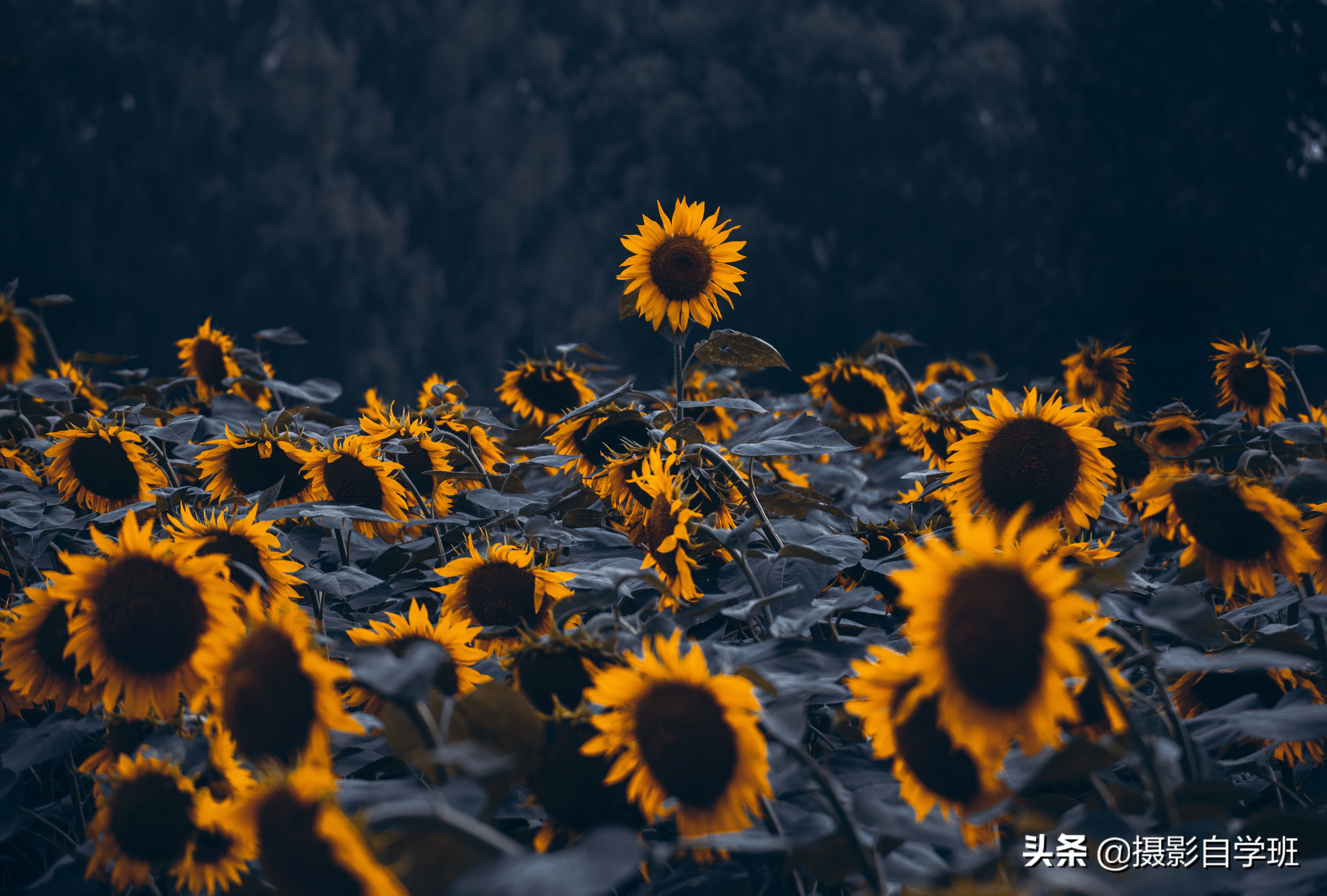 拍照片有万能公式?掌握9大简单摄影原理,拍出千万漂亮摄影作品