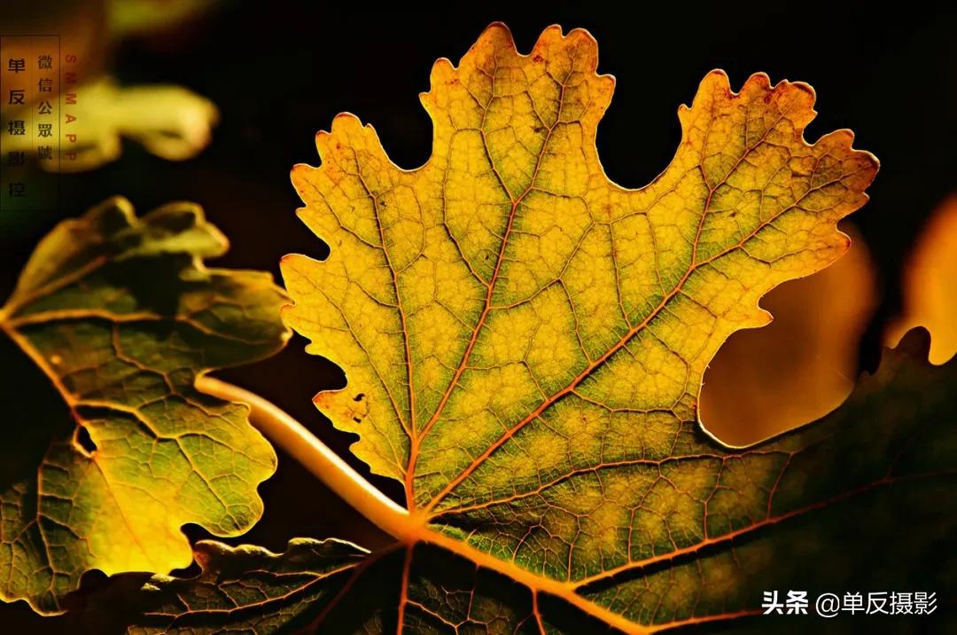 玩摄影画面质感怎么表现?2个层面详细剖析,用好后照片更出众