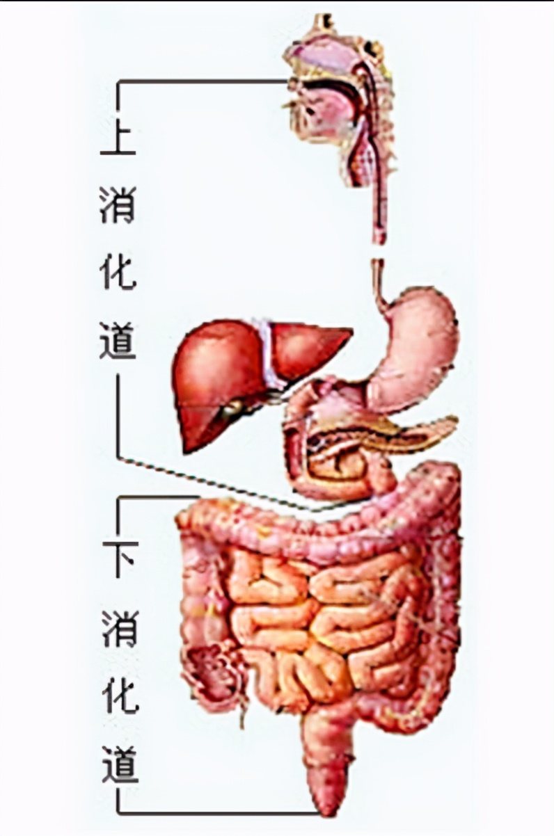 吃动物血后拉黑便,是身体有问题还是能清肺?