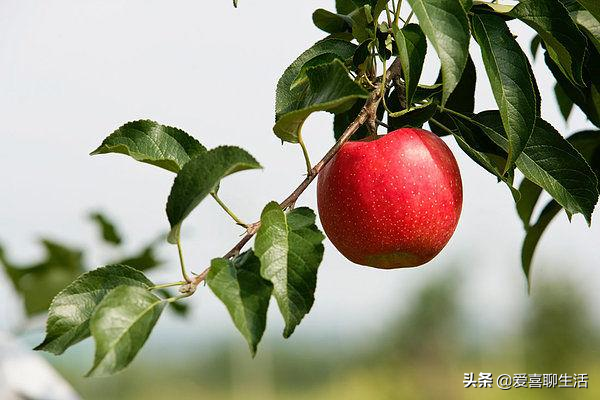 冬季女性适合吃什么水果?建议多吃这4种水果,营养丰富价廉物美