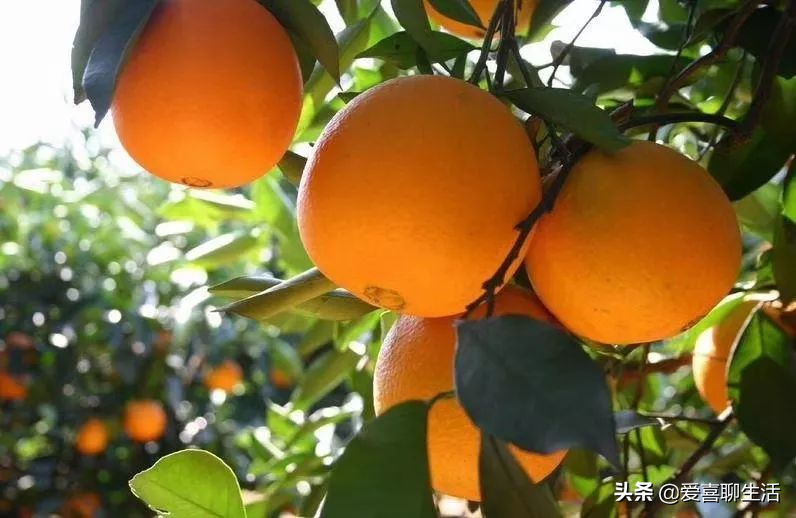 冬季女性适合吃什么水果?建议多吃这4种水果,营养丰富价廉物美