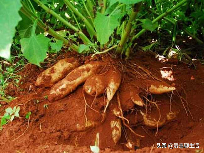 冬季女性适合吃什么水果?建议多吃这4种水果,营养丰富价廉物美